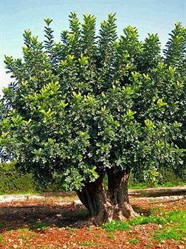 Masseria Sant' Elia Farm stay Arenella (Syracuse)