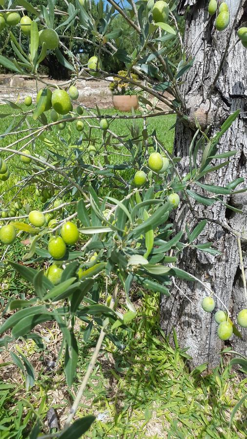 Farm stay Masseria Sant' Elia